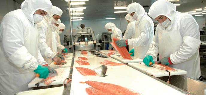 Salmon exports leaping back